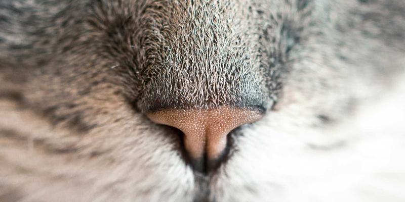 IPv6规模化部署：从理论到实战的三大难点与四大过渡技术全解析 | YSTOL技术博客