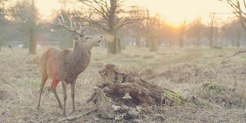 MEC+5G：揭秘YSTOL开发工具如何重塑低延迟应用开发新范式